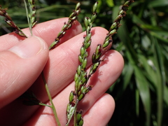 Panicum coloratum