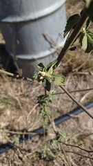 Malvastrum americanum