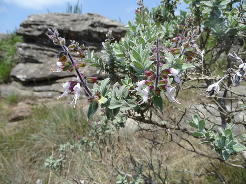 Image of Syncolostemon incanus by no rights reserved
