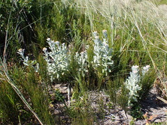 Helichrysum versicolor
