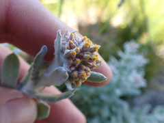 Helichrysum versicolor