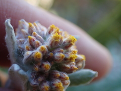 Helichrysum versicolor