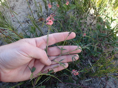 Indigofera sinusalgoae