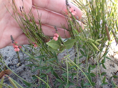 Indigofera sinusalgoae