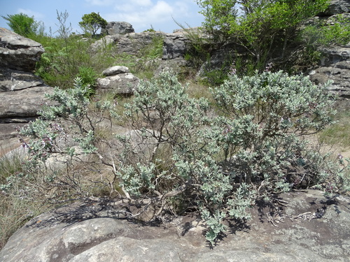Image of Syncolostemon incanus by no rights reserved
