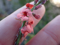 Indigofera sinusalgoae