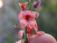 Indigofera sinusalgoae