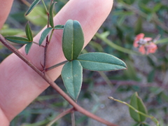 Indigofera sinusalgoae