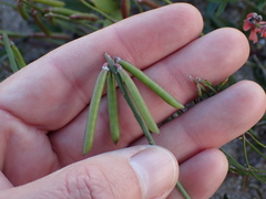 Indigofera sinusalgoae