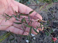Indigofera sinusalgoae