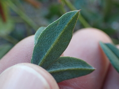 Indigofera sinusalgoae