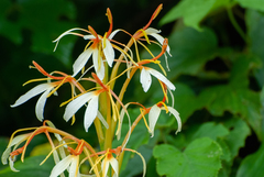 Hedychium spicatum