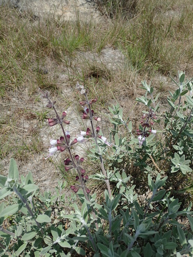 Image of Syncolostemon incanus by no rights reserved