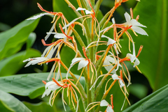 Hedychium spicatum