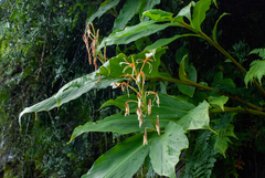 Hedychium spicatum