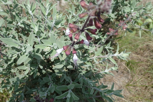 Image of Syncolostemon incanus by no rights reserved