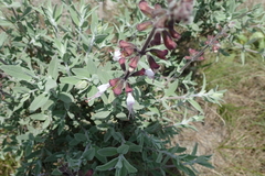 Syncolostemon incanus