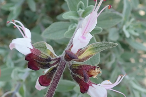 Image of Syncolostemon incanus by no rights reserved