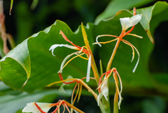 Hedychium spicatum