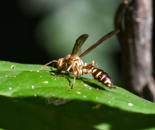 Parapolybia nodosa photo 5