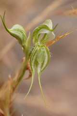 Pterostylis planulata
