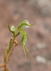 Pterostylis planulata
