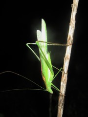 Polichne angustiloba