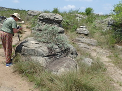 Syncolostemon incanus