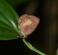 Arhopala perimuta