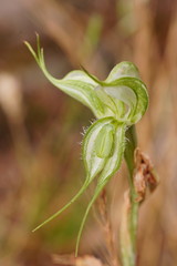 Pterostylis planulata