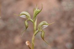 Pterostylis planulata