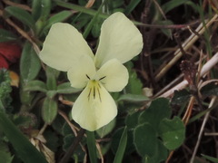Viola etrusca