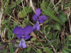 Viola etrusca