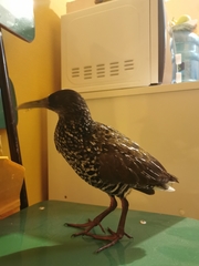 Pardirallus maculatus