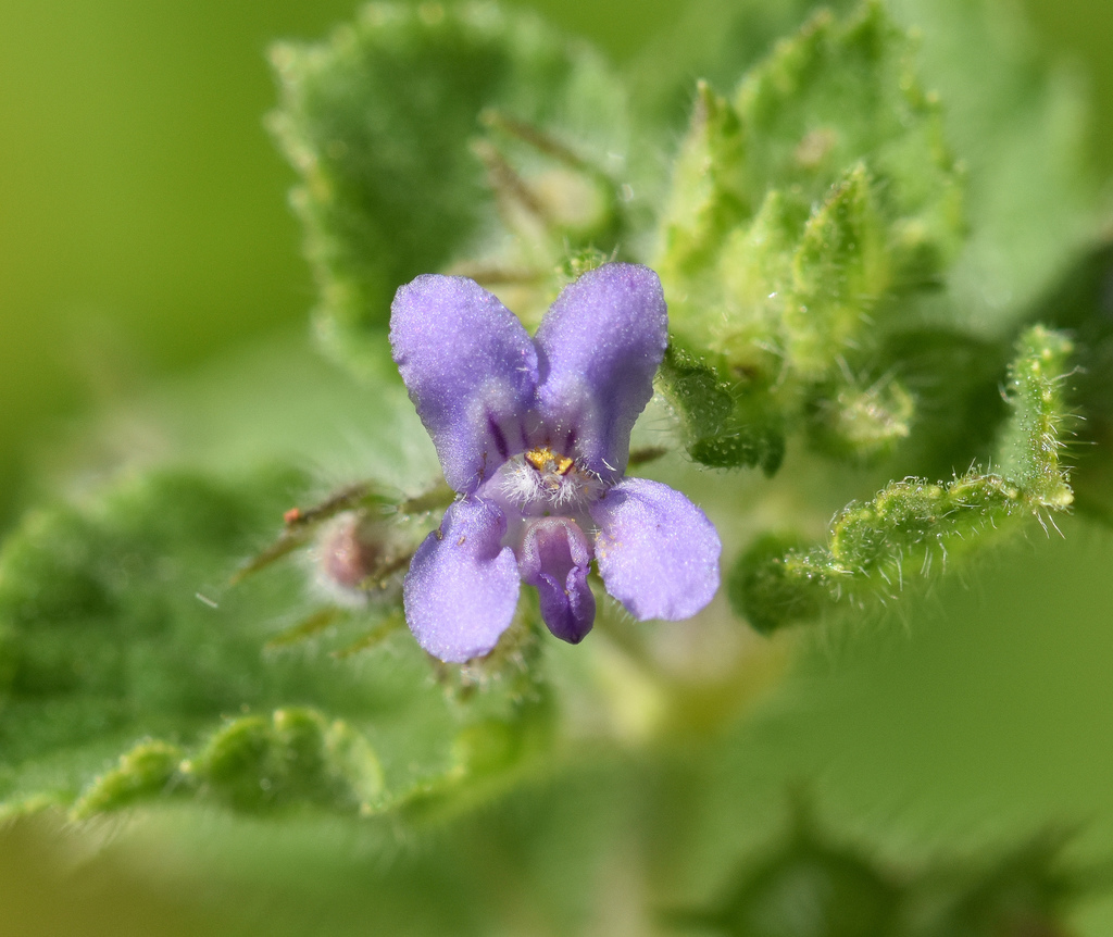Mesosphaerum
