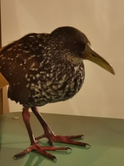 Pardirallus maculatus