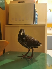 Pardirallus maculatus