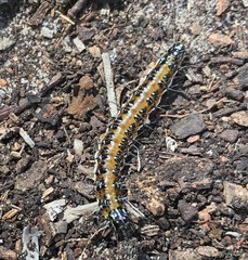 Uresiphita ornithopteralis