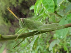 Austracris basalis