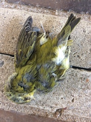 Leiothlypis peregrina