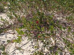 Rhoicissus tridentata tridentata