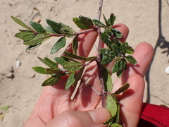 Rhoicissus tridentata tridentata