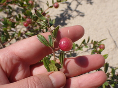 Rhoicissus tridentata tridentata
