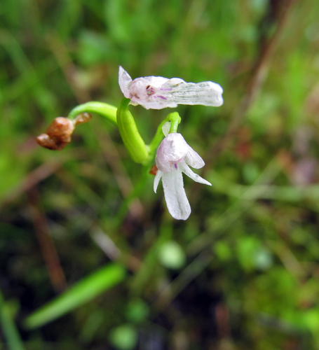 Amitostigma kinoshitae iNat (3)