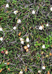 Cassiope lycopodioides