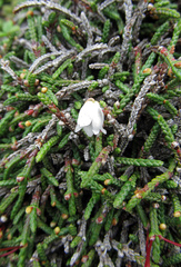 Cassiope lycopodioides