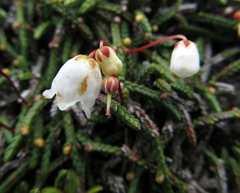 Cassiope lycopodioides