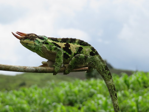 Wemer's Three-horned Chameleon