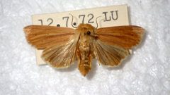Mythimna pallens