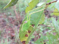 Caedicia pictipes